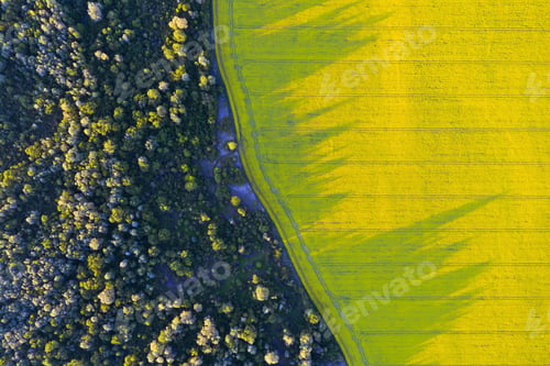 Preview: Aerial drone top view of yellow blooming field