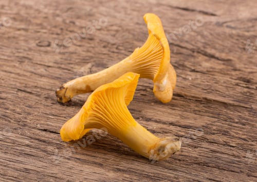 Preview: Yellow chanterelle isolated on wooden background
