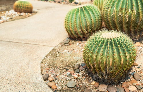 Preview: Golden barrel cactus beside walkway, Ball cactus
