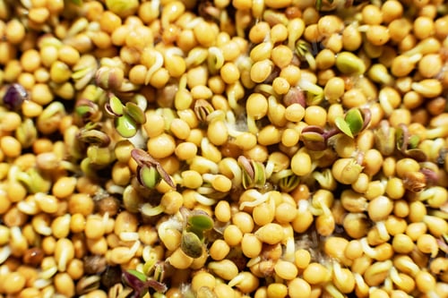 Preview: Top View Flat Lay. rucola or arugula leaf. sprout vegetables germinated from high quality organic