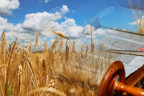 Preview: Symbols of jewish holiday Shavuot Torah and wheat field meadow.