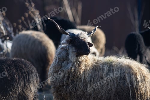 Preview: hungarian racka sheep grazing on meadow
