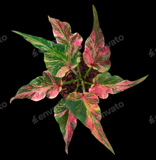 Preview: Beautiful colorful caladium on Black background isolate with clipping path. Queen of the leave