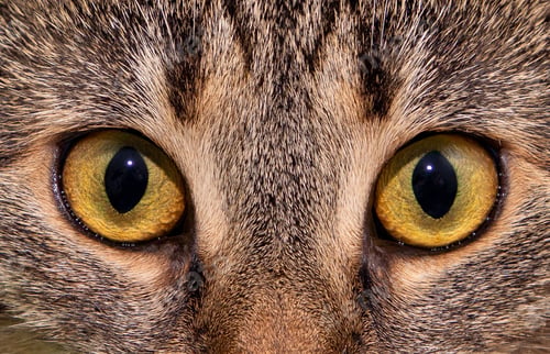 Preview: A close-up of a cat's eyes