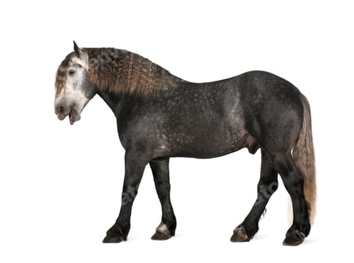 Preview: Percheron, 5 years old, a breed of draft horse, standing against white background