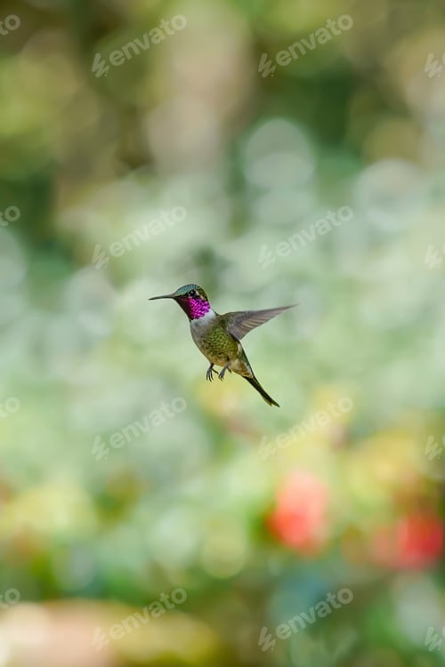 Preview: Hummingbird Amethyst Woodstar