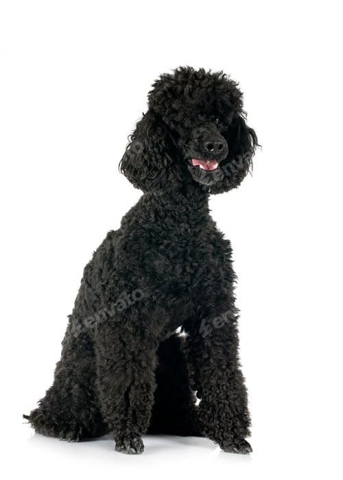 Preview: poodle in studio