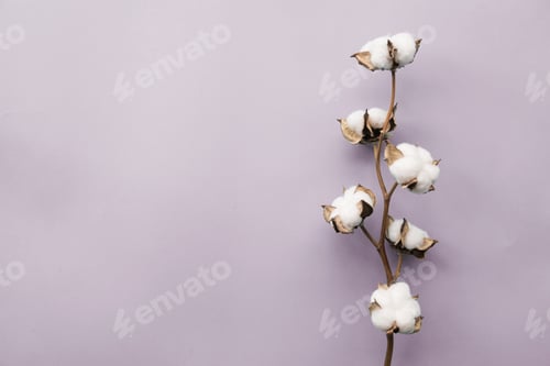 Preview: Cotton flower lying on purple background