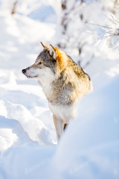 Preview: Wolf stands in beautiful winter landscape