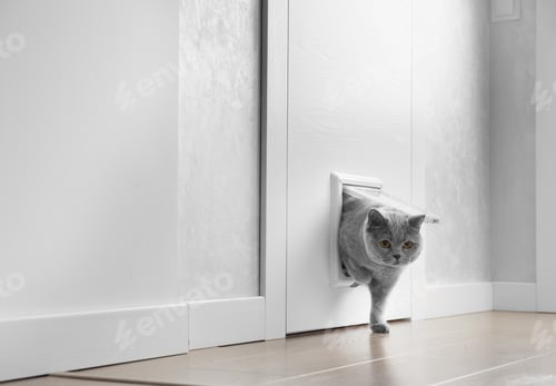 Preview: Cat passing through the cat door at home