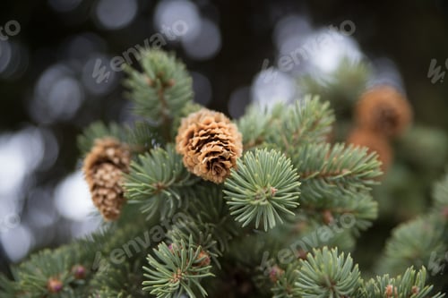 Preview: Fir Cone