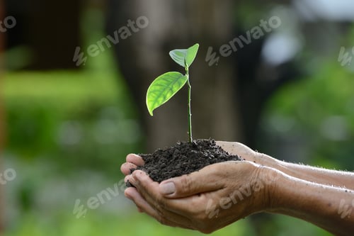Preview: Young Plant