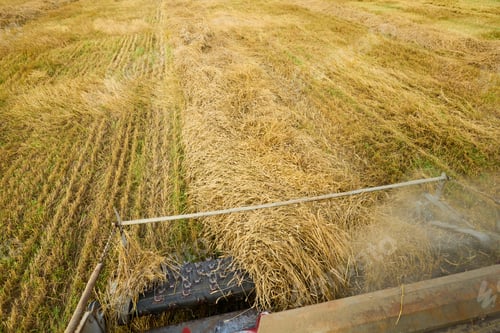 Preview: Agricultural Machine Harvesting Ripe Rice Crop in Rural Farmland Field