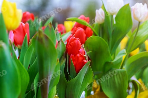 Preview: Tulips of multi colored flowers in a spring sunny greenhouse