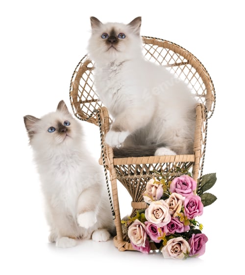 Preview: birman kitten in studio