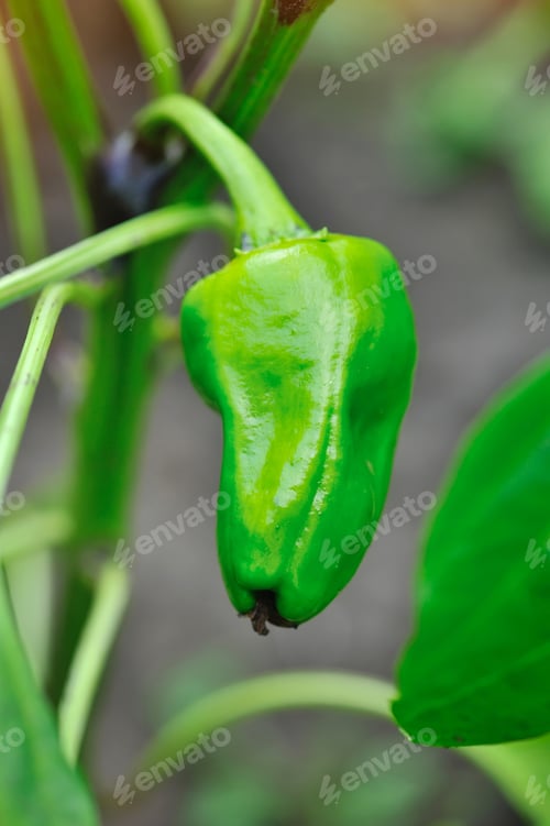 Preview: Green pepper plant with fruit (Capsicum annuum)