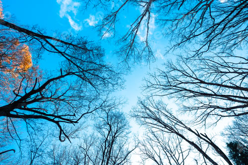 Preview: landscape in beautiful forest with colorful trees. Leaves of fall in nature. Autumn season in Japan