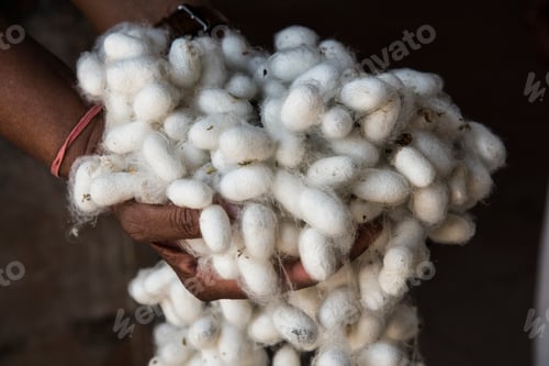Preview: White cocoons of silkworm for making fabric of Indian silk.