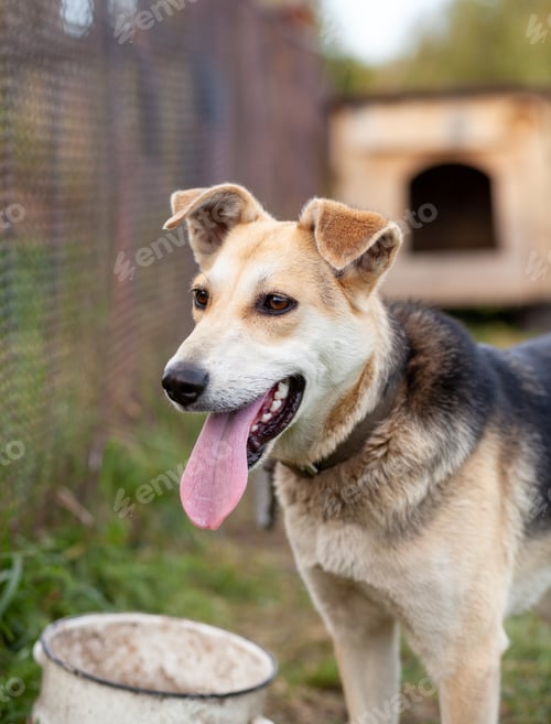 Preview: A cheerful big dog with a chain tongue sticking out. Portrait of a dog