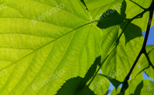 Preview: Closeup of green leaves of spring linden tree lit by sunlight