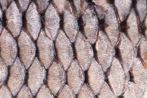 Preview: Texture of fish scales close up.