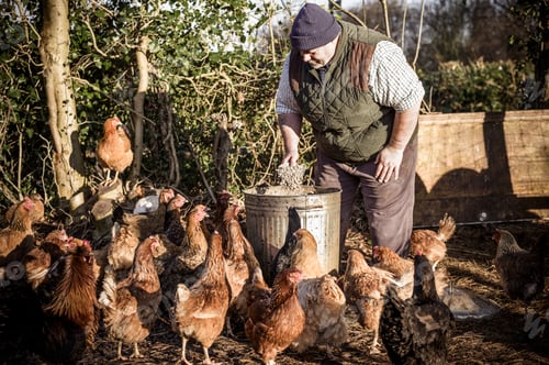 Preview: A farmer holding a feed bucket, surrounded by a flock of hungry chickens.