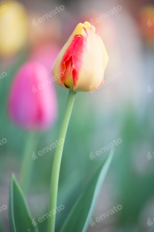 Preview: Yellow And Red Single Tulip