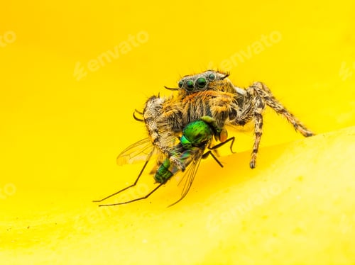 Preview: jumping spider with yellow background