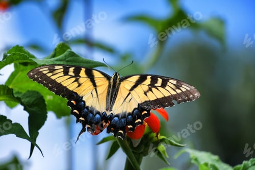 Preview: Colorful Yellow Swallowtail butterfly on an orange Zenia flower