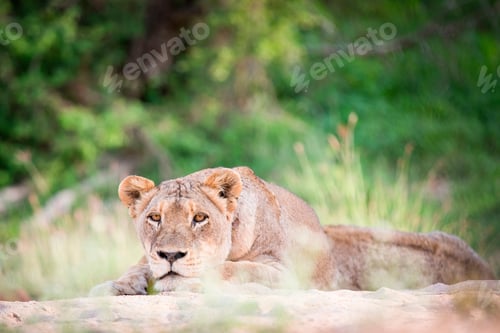 Vista previa: A lioness, Panthera leo, lies on sand, head resting on feet, alert, greenery in background