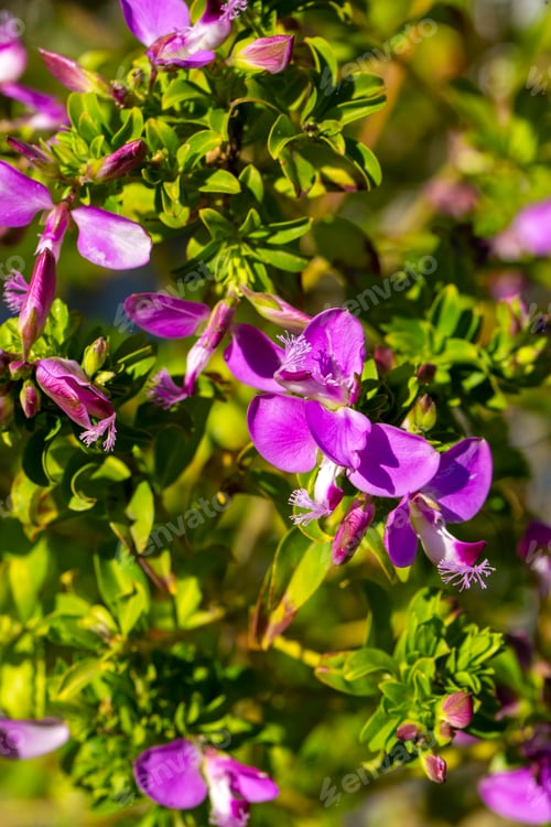 Preview: Polygala myrtifolia is a plant species belonging to the Polygala genus.