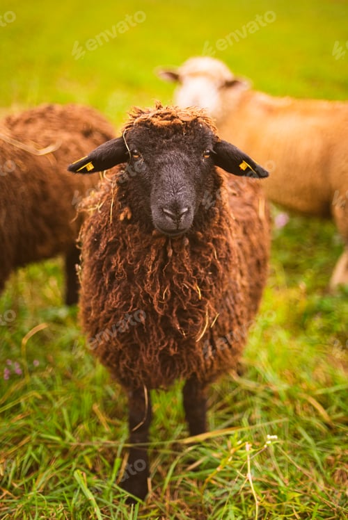 Preview: Brown wool , black-faced sheep grazing on a meadow in a herd. Farm with sheep concept