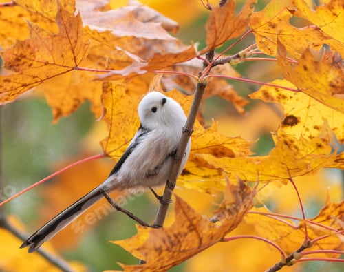 Preview: Long-tailed tit, Aegithalos caudatus. Autumn morning, a bird sits on a branch among yellow leaves