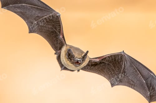 Preview: Flying Pipistrelle bat on brown background