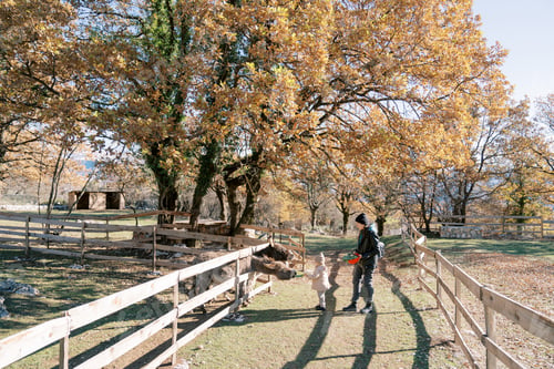 Preview: Mom stands next to a little girl feeding carrots to donkeys peeking out from behind a fence in a
