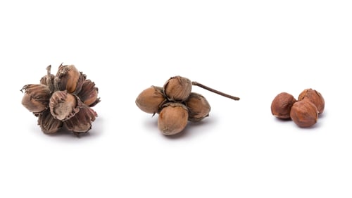 Preview: hazelnuts with and without nutshells isolated on white background
