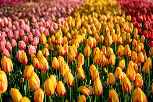 Preview: Blooming tulips flowerbed in Keukenhof flower garden, Netherland