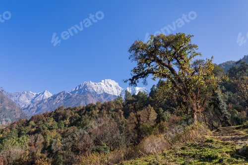 Preview: Scenic view of a lush forest with a prominent tree and snow-capped Gaurishankar mountain