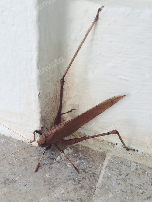 Preview: Huge insect