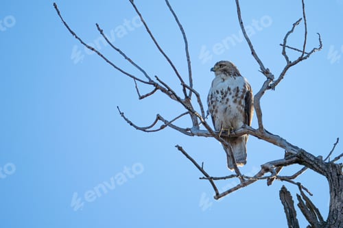 Preview: Buzzard perched atop a barren tree branch against the blue sky.