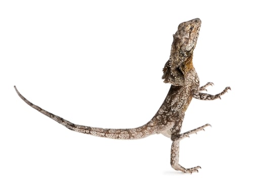 Preview: Frill-necked lizard, also known as the frilled lizard, Chlamydosaurus kingii