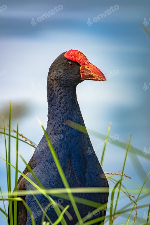 Preview: Vibrant Australasian swamphen perched atop a lush green grassy field.