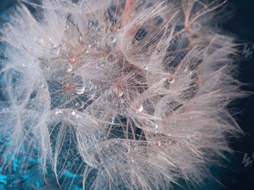 Preview: Natural background. Abstract photo of a large dandelion with drops in close-up in creative processin