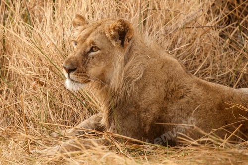 Preview: Lion - Okavango Delta - Moremi N.P.