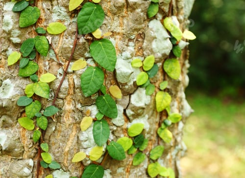 Preview: Ivy on tree bark