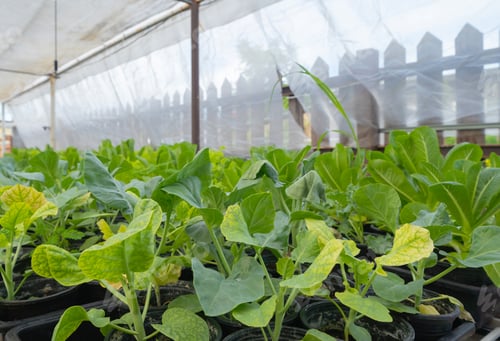 Preview: Row of fresh vegetable salad garden plant industry farm in agriculture. Hydroponic natural food.