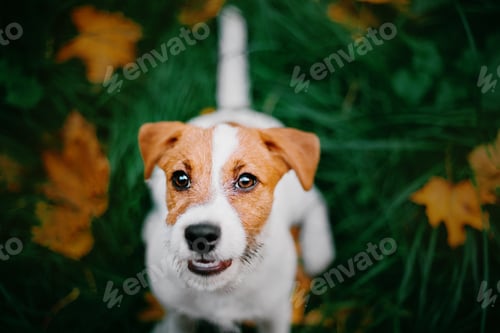 Preview: Jack Russell Terrier puppy looking up. Autumn background