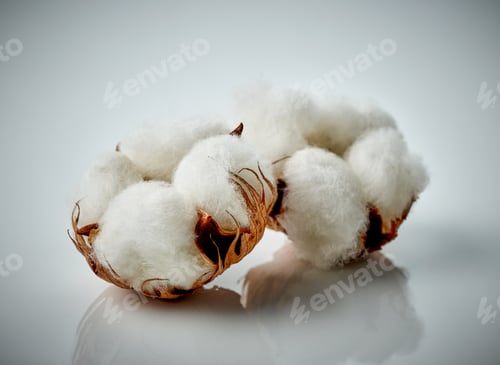 Preview: cotton plant flowers