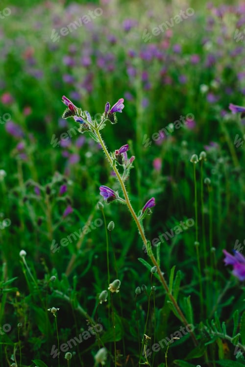 Preview: Field of beautiful and delicate blue and lilac flowers in spring