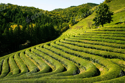 Preview: Greenery tea farm land